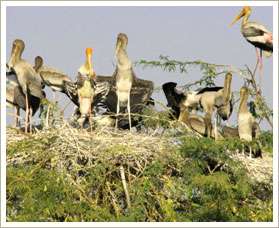 Keoladeo Ghana National Park, Bharatpur